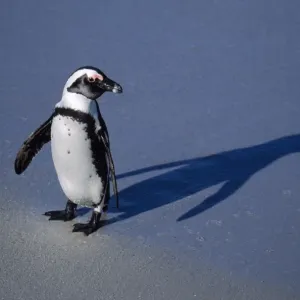 Jackass Penguin South Africa Jackass Penguin South Africa