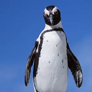 Jackass Penguin WAT 6233 Spheniscus demersus © M. Watson / ARDEA LONDON
