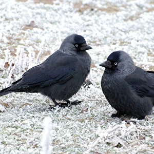 Jackdaws - in the frost