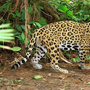 Jaguar Belize
