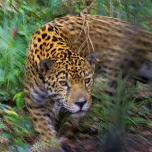 Jaguar in Central American tropical jungle. 2mr217 Jaguar in Central American tropical jungle. 2mr217