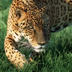 Jaguar FG 12421 Panthera onca © Francois Gohier / ardea. com Jaguar FG 12421 Panthera onca © Francois Gohier / ardea. com
