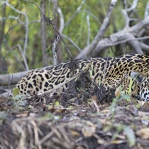 Jaguar - large male laying flat on forest floor - Cuiaba River - Brazil