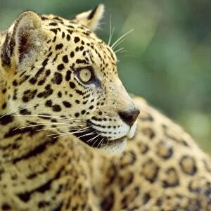 Jaguar - male - Amazonia Brazil