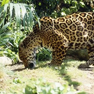 Jaguar - male sniffing scent of prey