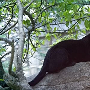 Jaguar melanin - Mexico