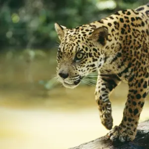 Jaguar NG 603 Sub adult male, crossing log over river, Amazon Brazil. Panthera onca © Nick Gordon / ardea. com Jaguar NG 603 Sub adult male, crossing log over river, Amazon Brazil. Panthera onca © Nick Gordon / ardea. com