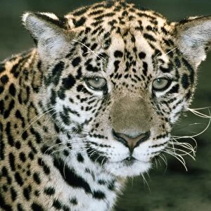 Jaguar - South America