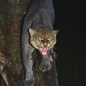 Jaguarundi - hunting at night Guyana, South America