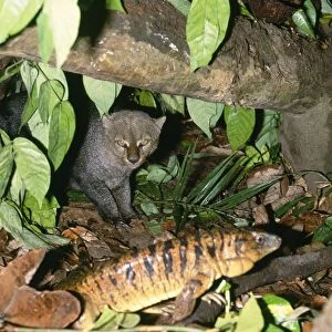 Jaguarundi - with Tegu Lizard by den Amazonas Brazil