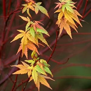 Japanese / Coral Bark Maple - "Sango Kaku" - Attractive colour harmony of leaf and bark - November W. Sussex garden, UK