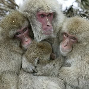 Japanese Macaque Monkey - four huddled together. Hokkaido, Japan