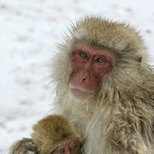 Japanese Macaque Monkey - mother with baby suckling. Hokkaido, Japan