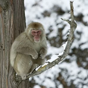 Japanese Macaque Monkey - sitting in tree. Hokkaido, Japan