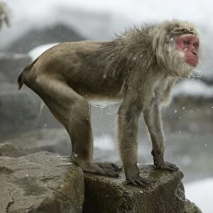 Japanese Macaque Monkey - wet, having got out of hot springs. Hokkaido, Japan
