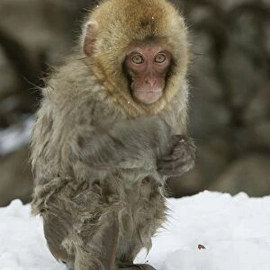 Japanese Macaque Monkey - young, wet. Hokkaido, Japan