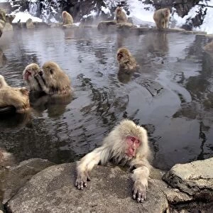 Japanese Macaque Monkeys - relaxing in hot springs. Hokkaido, Japan