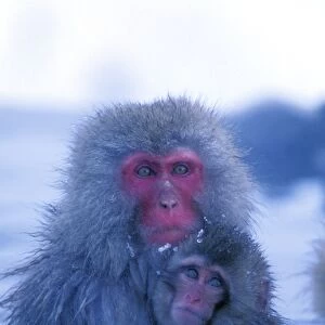 Japanese Macaque / Snow Monkey - Mother with baby in thermal pool - Joshinetsu Kogen National Park - Shiga Highlands - Honshu - Japan JPF38871