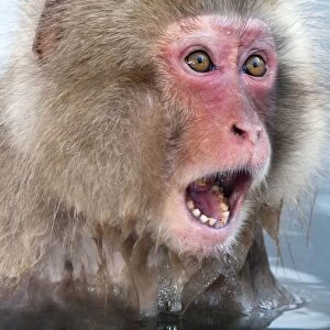 Japanese Macaque - young in pool with mouth and eyes wide open - Jigokudani Park - Japan