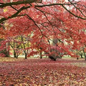 Japanese maple in red autumn colours. Westonbirt Arboretum Tetbury UK