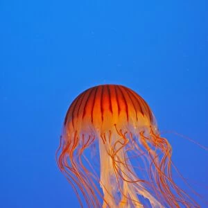 Japanese / Pacific Sea Nettle / Jellyfish. Vancouver Aquarium - Canada
