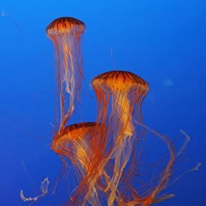 Japanese / Pacific Sea Nettle / Jellyfish. Vancouver Aquarium - Canada