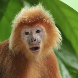 Javan lutung / Ebony langur - portrait - yellowish orange color form - Java - Indonesia Javan lutung / Ebony langur - portrait - yellowish orange color form - Java - Indonesia
