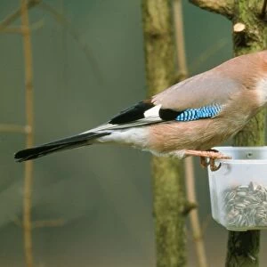 Jay - at bird feeder in winter