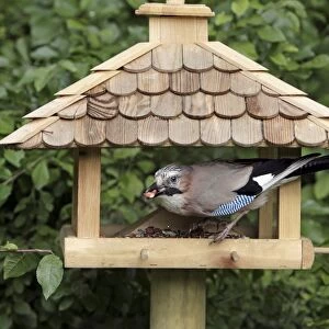 Jay - at bird feeding station in garden, Lower Saxony, Germany
