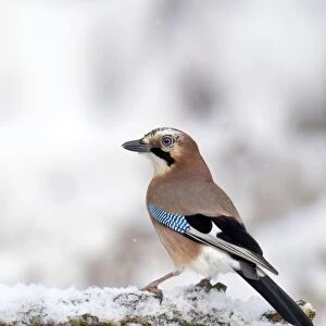 Jay - standing on old branch in winter snow - December - Cannock Chase - Staffordshire - England