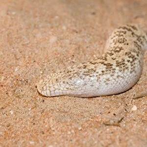 Jayakar's Sand Boa / Arabian Sand Boa - partially buried in sand - Abu Dhabi - United Arab Emirates
