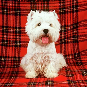 JD-12432e West Highland Terrier DOG - sitting on tartan rug ‘Westie / Westies John Daniels PLEASE READ OUR LICENCE TERMS