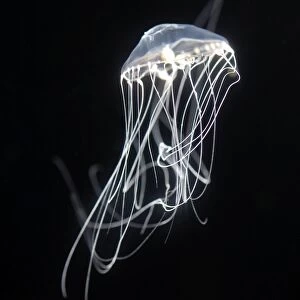 Jellyfish, north Pacific
