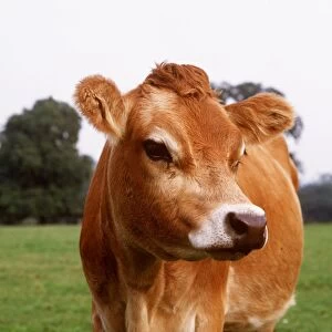 JERSEY COW