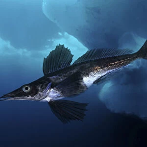Jonah's icefish, Neopagetopsis ionah, swimming under ice. Unlike other vertebrates, fish of the Antarctic icefish family (Channichthyidae) do not use haemoglobin to transport oxygen around their bodies; instead
