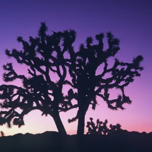 Joshua Tree - at sunset