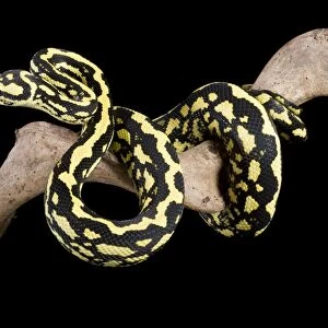 Jungle Carpet Python - Cheynei sub-species - Australia - New-Guinea