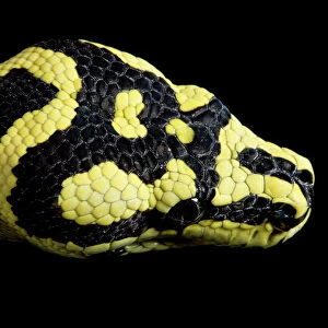 Jungle Carpet Python - head - Cheynei sub-species - Australia - New-Guinea