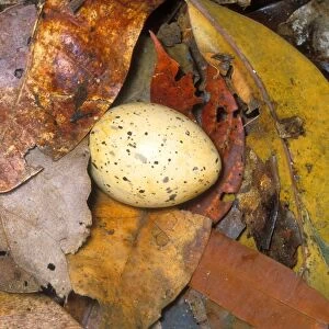 Kagu (Rhynochetos jubatus) Egg in nest on the ground, New Caledonia, endemic to rainforests of New Caledonia JPF51967