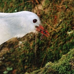 Kagu (Rhynochetos jubatus) with insect, New Caledonia, endemic to rainforests of New Caledonia JPF47247