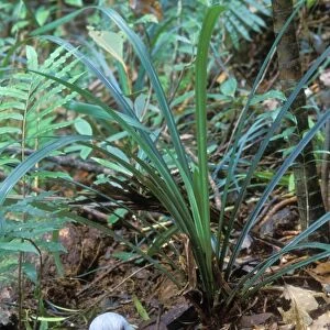 Kagu (Rhynochetos jubatus) On Nest incubating (30-35 days) New Caledonia, endemic to rainforests of New Caledonia JPF50410