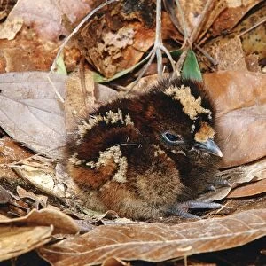Kagu (Rhynochetos jubatus) Newly hatched chick on nest, New Caledonia, endemic to rainforests of New Caledonia JPF51956