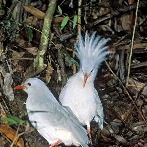 Kagu (Rhynochetos jubatus) territorial display (on meeting another bird), New Caledonia, endemic to rainforests of New Caledonia JPF50736