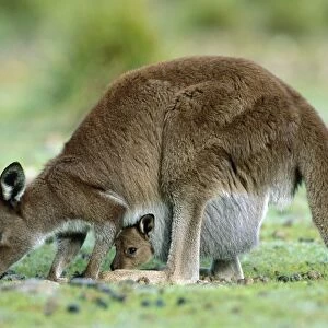 Kangaroo Island Western Grey Kangaroo - Mother and joey in pouch - Flinders Chase National Park - Kangaroo Island - South Australia JPF40666