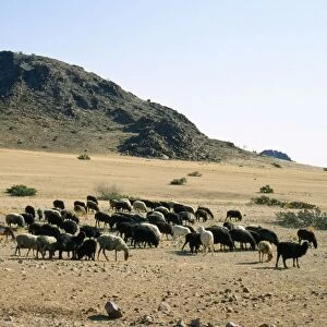 Karakul Sheep - Origin of breed is Russian. Unborn / newborn lamb is used to produce Astrakhan for fleece. Namibia, Africa