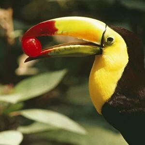 Keel Billed Toucan CAN 1800 Side view with frit in beak, South Mexico, USA. © John Cancalosi / ARDEA LONDON