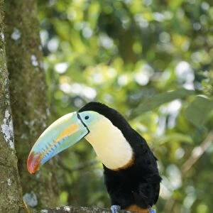 Keel-billed Toucan - on branch Costa RIca