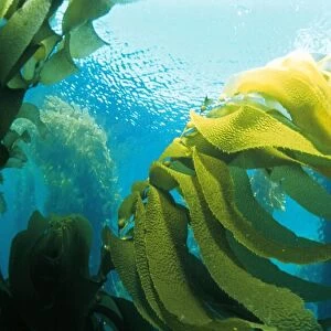 Kelp Forest Seaweed - Channel Islands, California