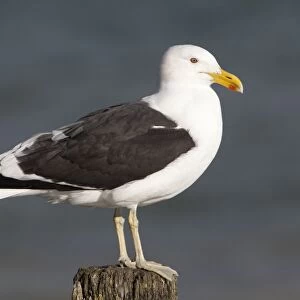 Kelp Gull / Black-backed Gull - perched on post - Near Thames - North Island - New Zealand