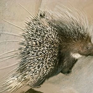 Kenya Crested Porcupine